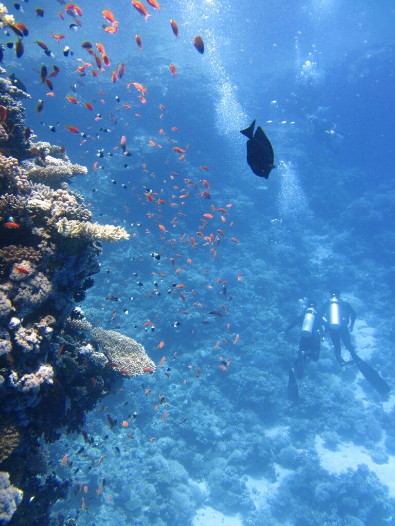 scuba diving Bocas del toro